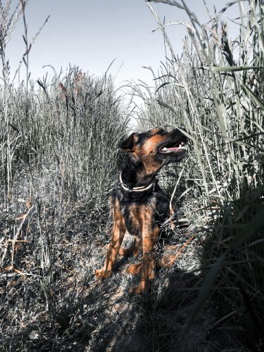 That time in the grass 